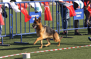 Ring Eğitimi Danışmanlığı