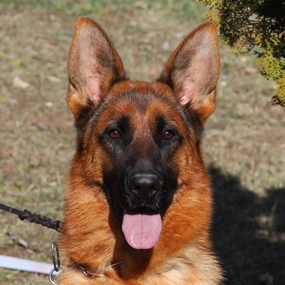 Dişi Köpekler