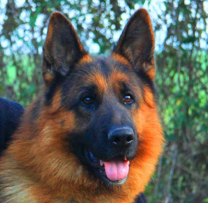 Erkek Köpekler